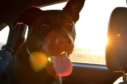 Symbolbild eines Hund im Auto mit Sonneneinstrahlung. Quelle: pixabay