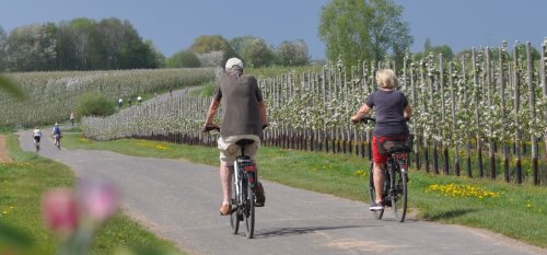 Foto zeigt Radfahrer in den Apfelplantagen.