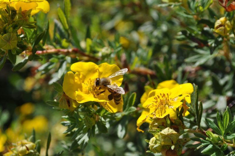 Bild zeigt Biene auf Blüte im angelegten Pflanzbeet.