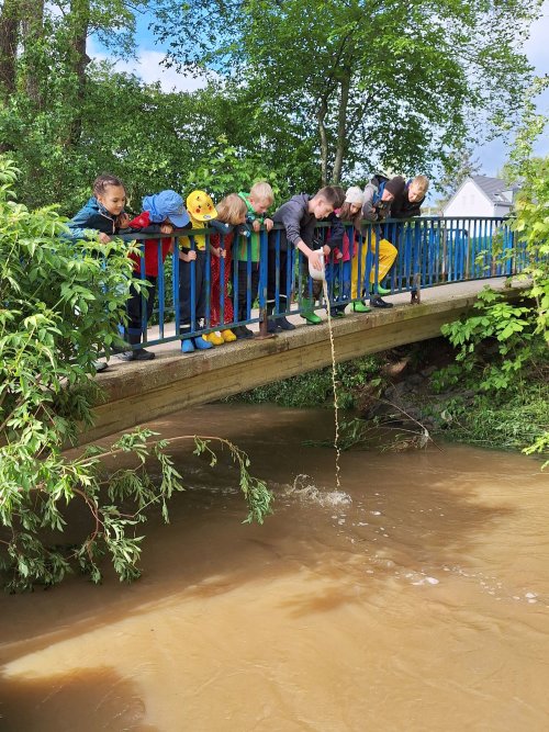 Foto zeigt die Natur-Kids auf der Brücke über dem Swistbach. Sie lassen von dort Lebewesen ins Wasser, indem sie einen Eimer ausschütten.