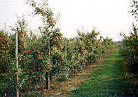 Das Bild zeigt eine Apfelplantage mit reifen Äpfeln