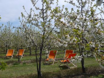 Symbolfoto Touristik mit Liegestühlen in der blühenden Obstplantage 