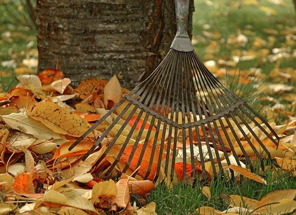 Bild vergr&ouml;&szlig;ern: Herbstlaub und Laubrechen an Baum
