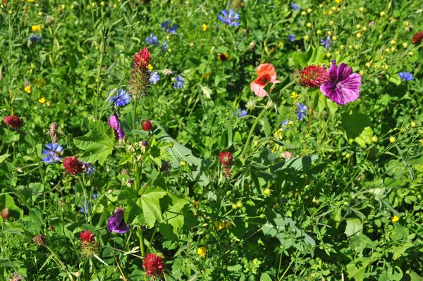 Blühende Pflanzen auf einer grünen Wiese mit einer Biene in der Bildmite.